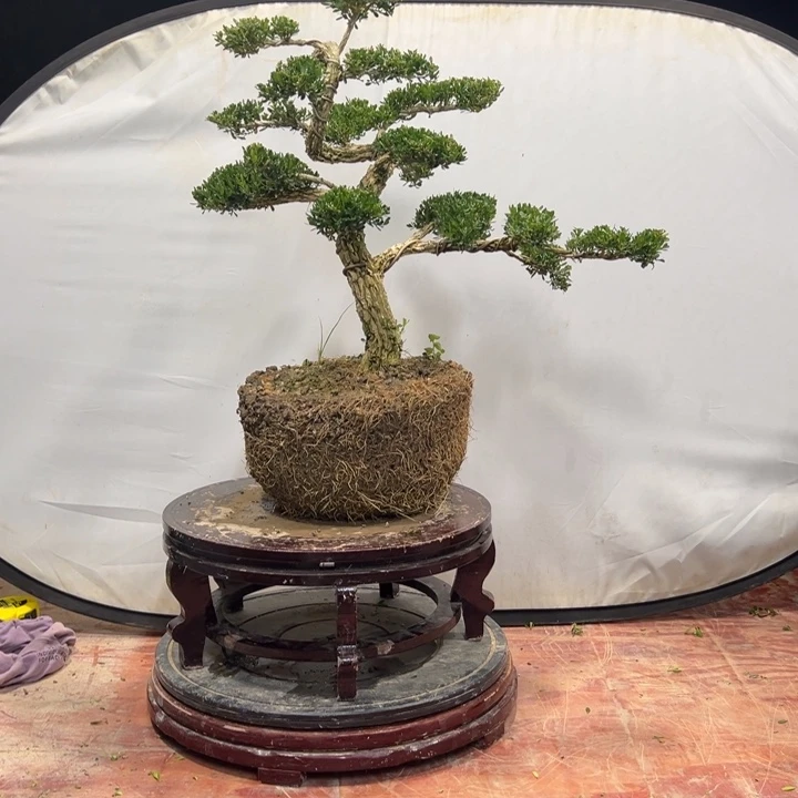 无花朵广东皱皮雀舌黄杨