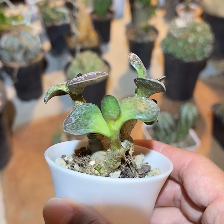 无花朵天锦章一物一拍