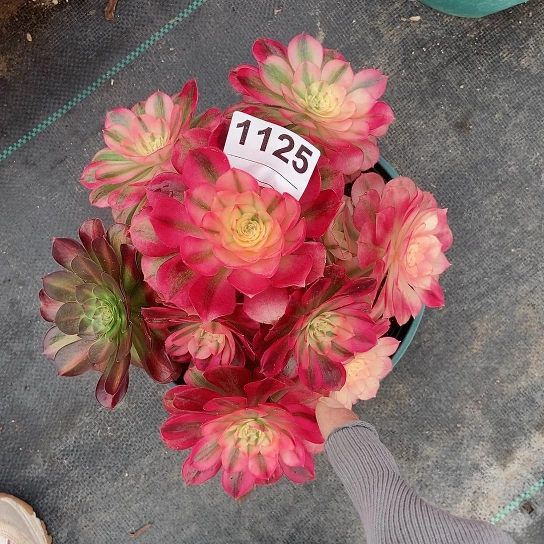 红陶1125荔枝4冠服20阴阳矮壮