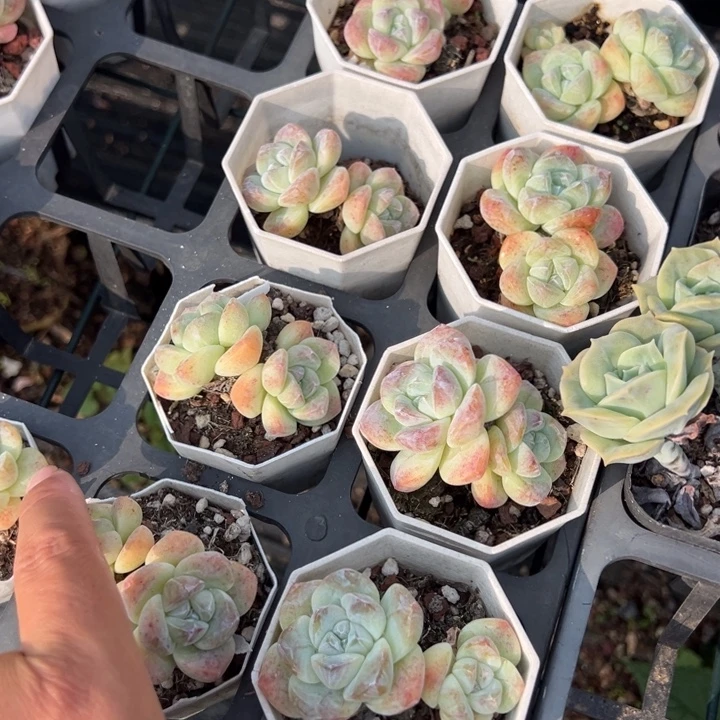 冰玉双头一颗量拍多肉满20元包邮满26送一颗下午发