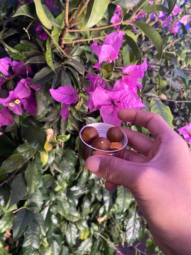 【Y2小姚收山货】牛/葟土特产（整个）