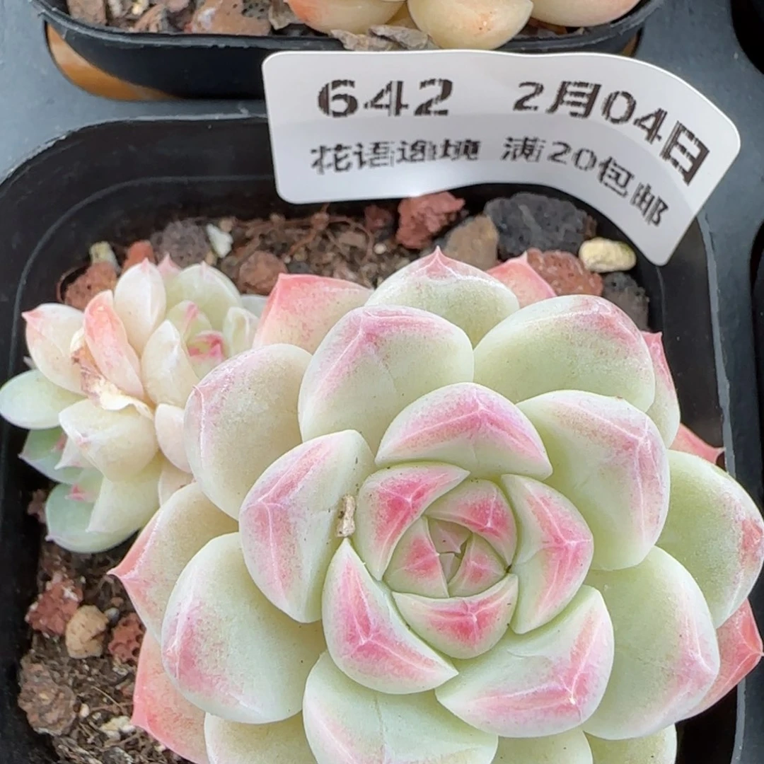 花语逸镜0204-642