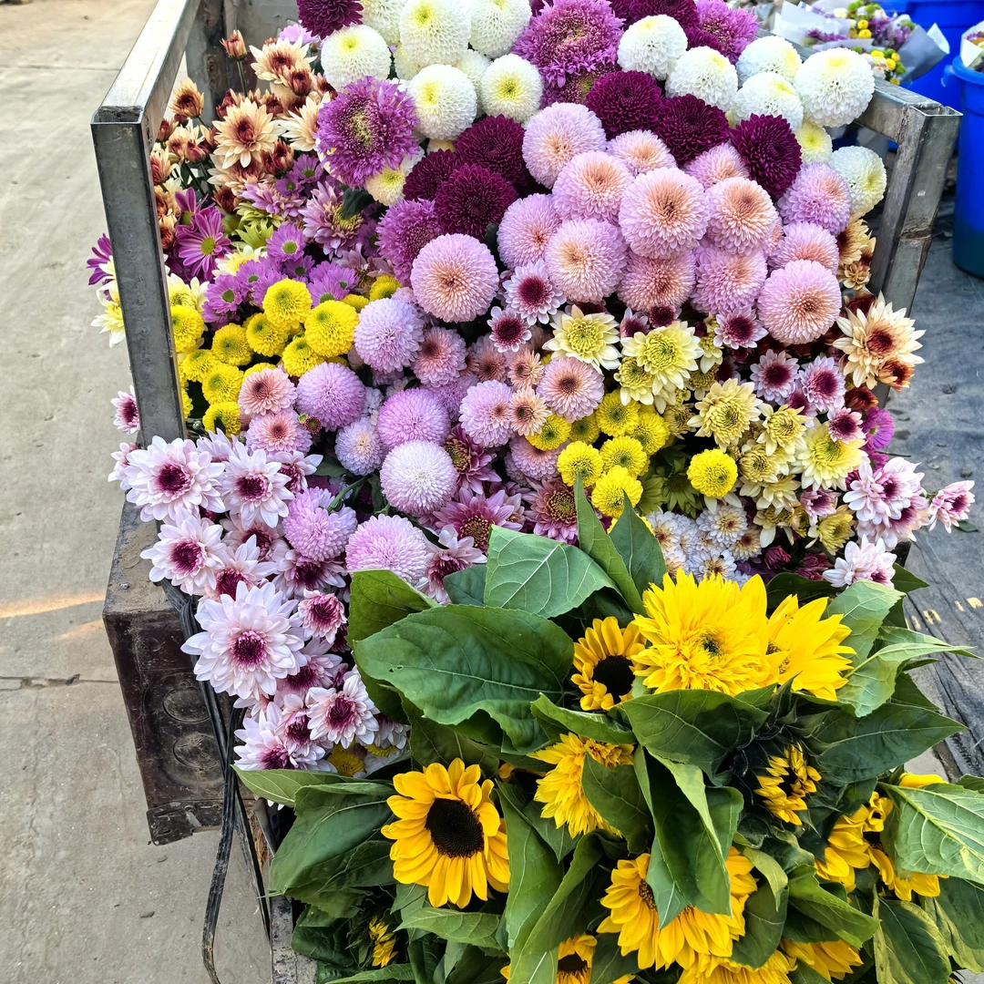 陕西鲜花基地小雏菊15支