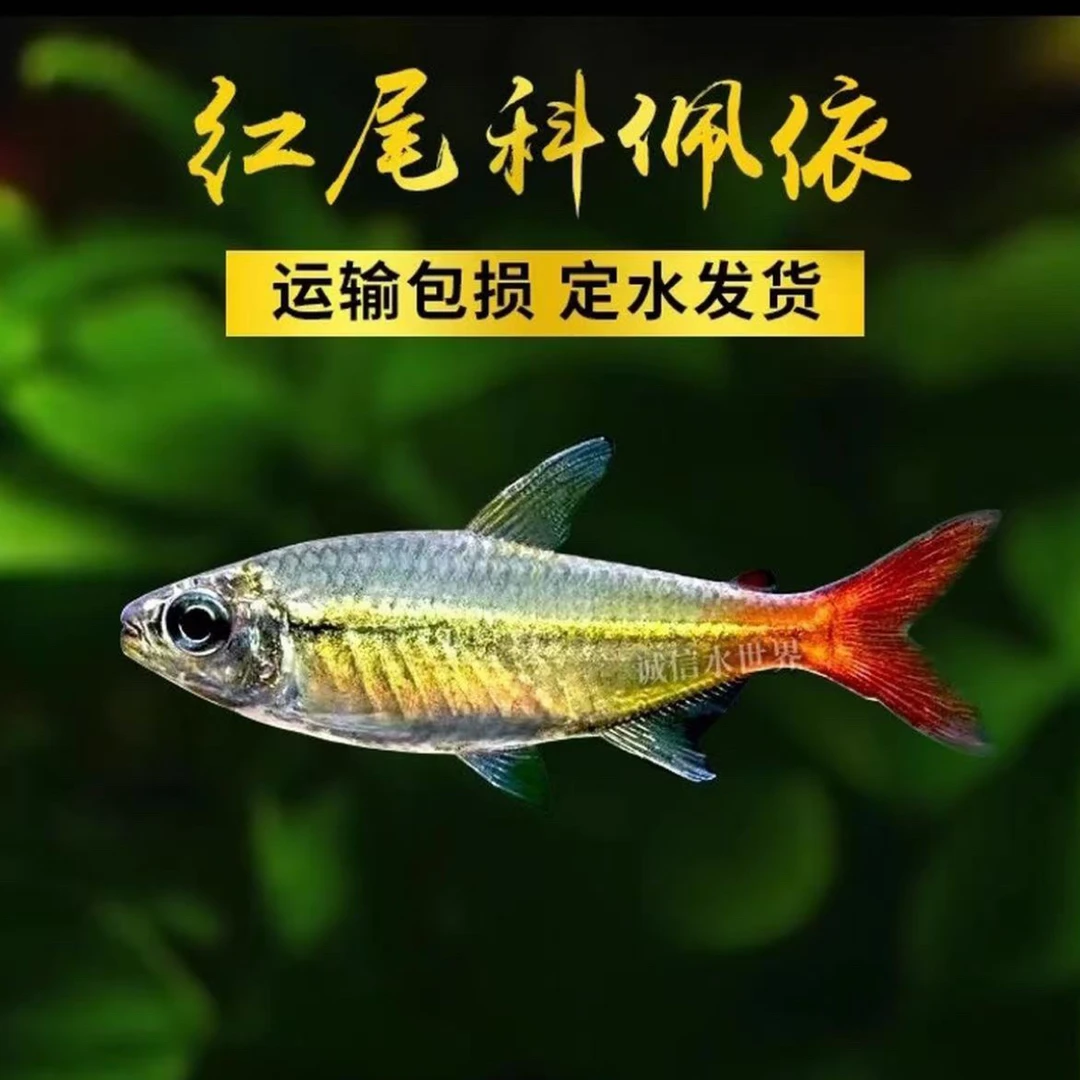 超萌新宠！红尾科佩依。灯科鱼小型热带观赏鱼草缸群游
