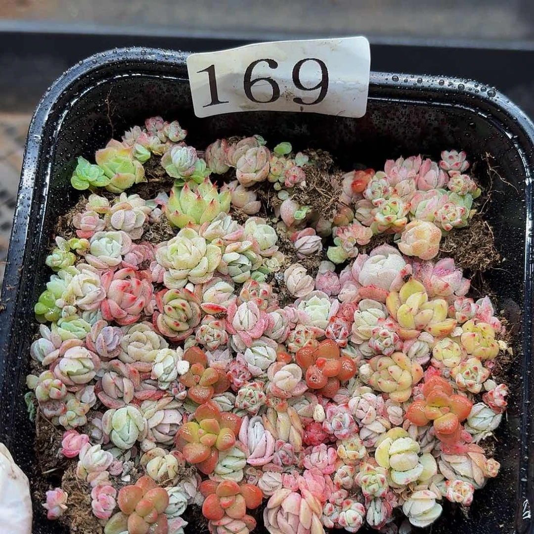 多肉植物多肉植物169