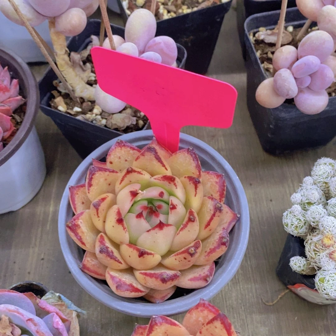 梦*?开心多肉植物多肉