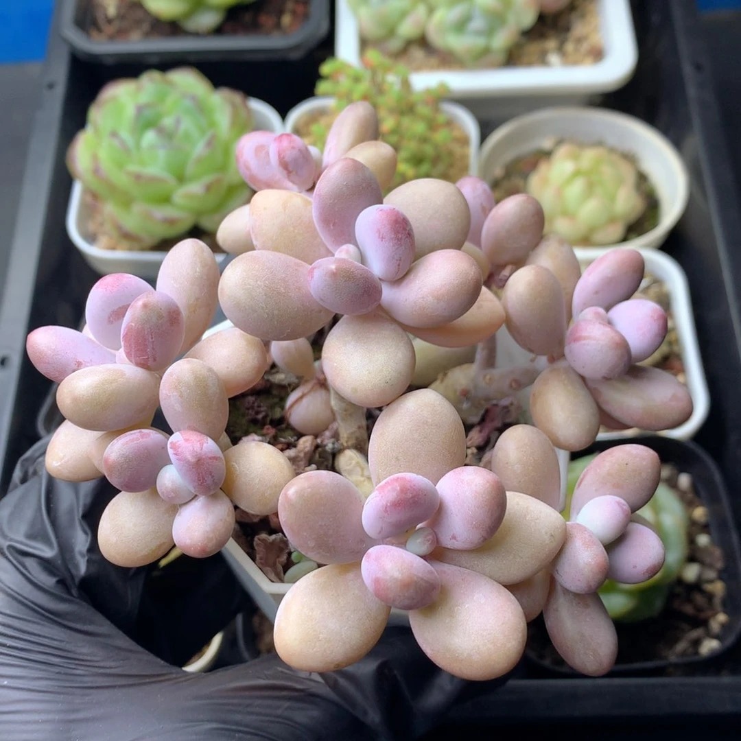 58包邮  群生不包整 90