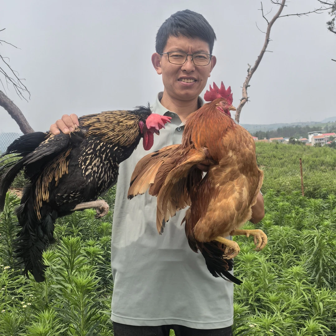 【红烧公鸡】农家土鸡红烧鸡公