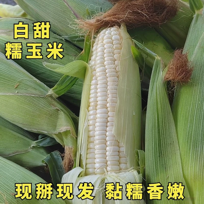 客家农夫新鲜糯玉米现摘