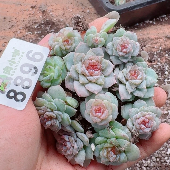 多肉植物多肉植物
