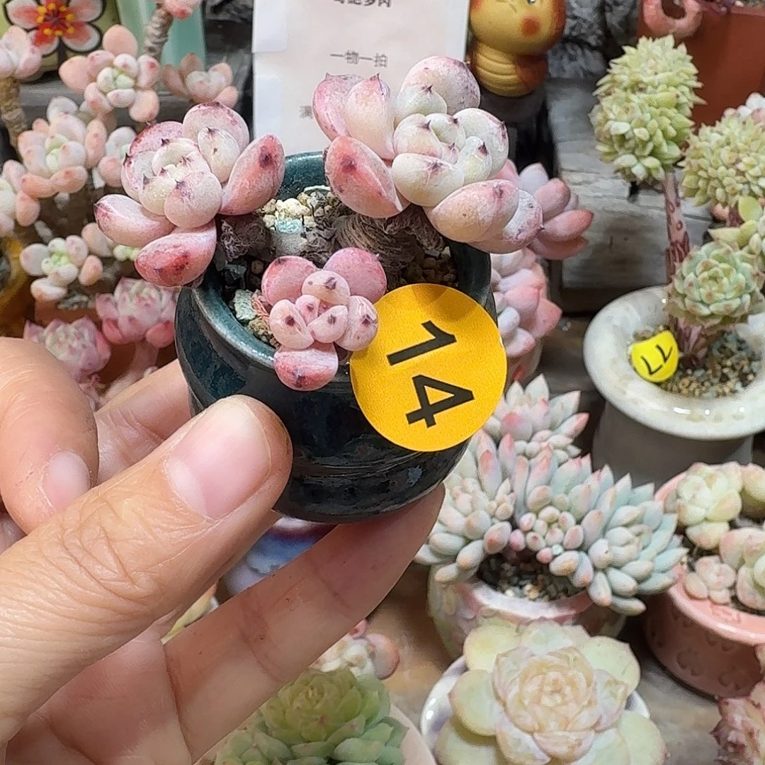 14 多肉含盆土 30元包邮非偏远