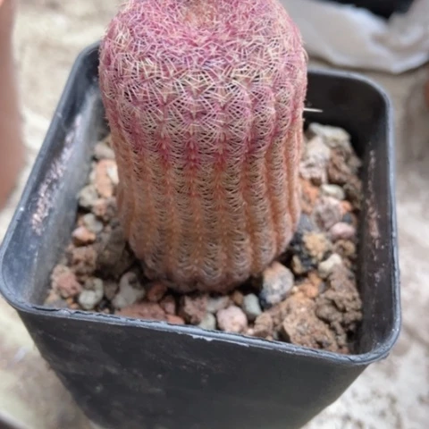 红太阳仙人球3米仙人球