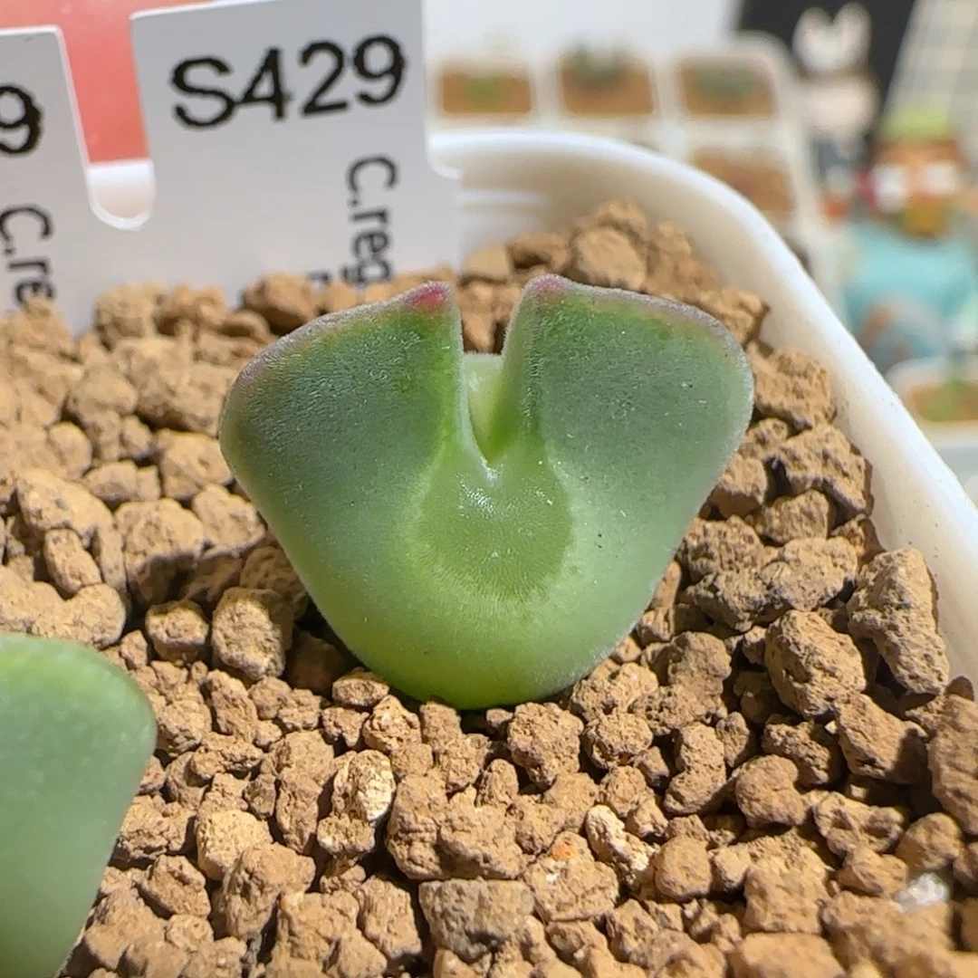 肉锥多肉植物组合-ap空蝉1323