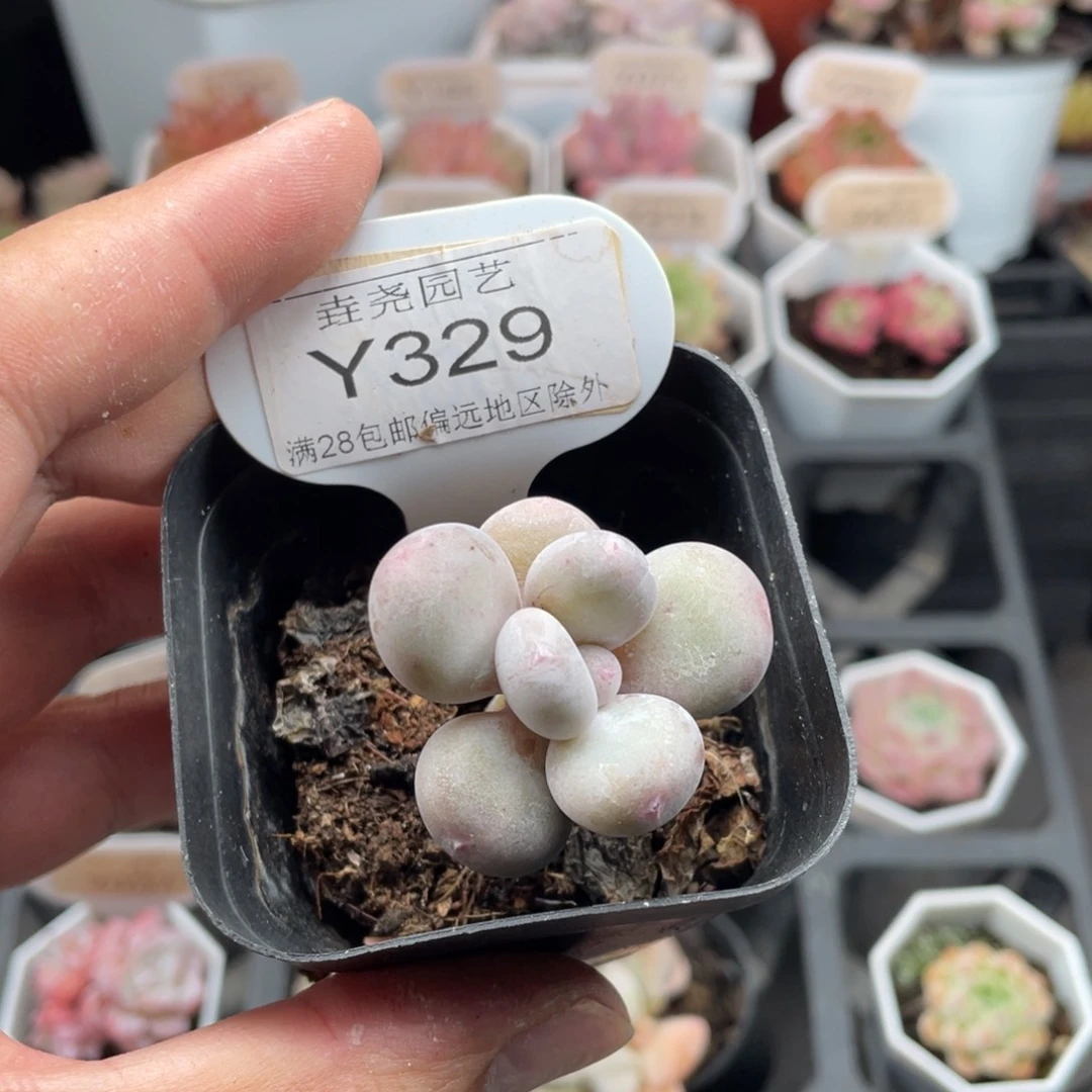 奶酪0329-3.5厘米