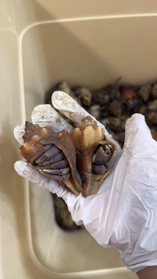 大里拉一公斤批发