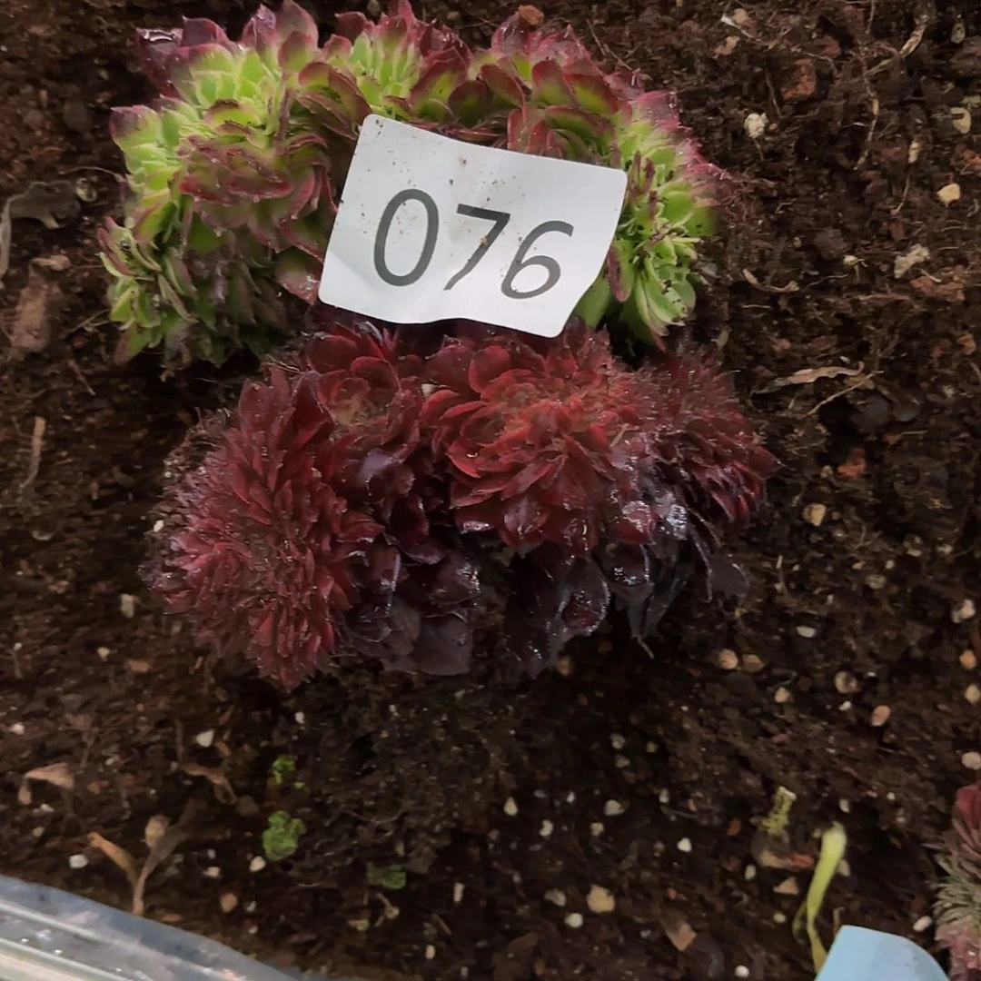 多肉植物福利076