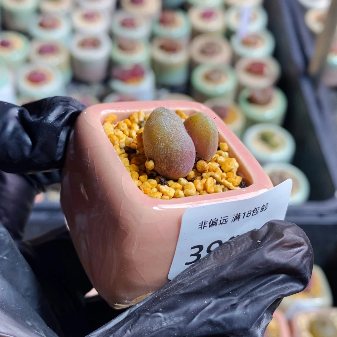 3905-一物一拍 带盆