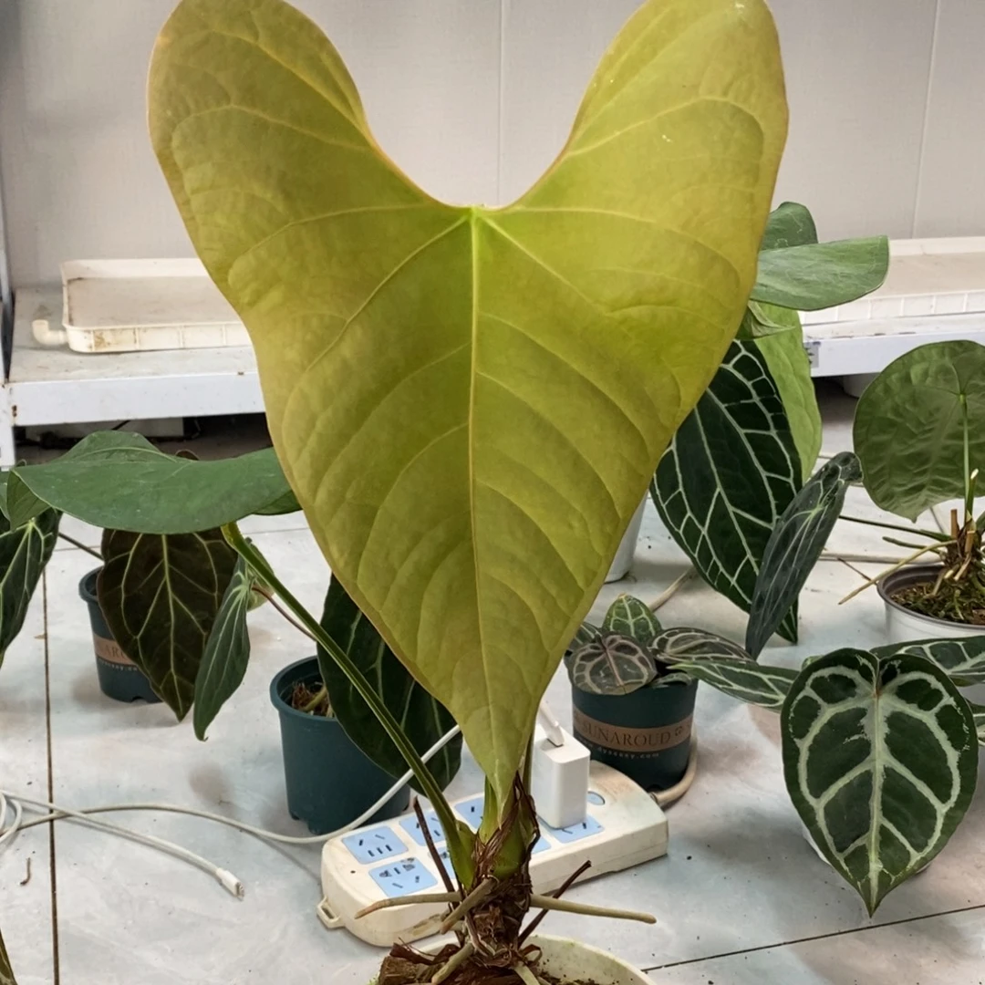 不开花植物蝠鲼花烛