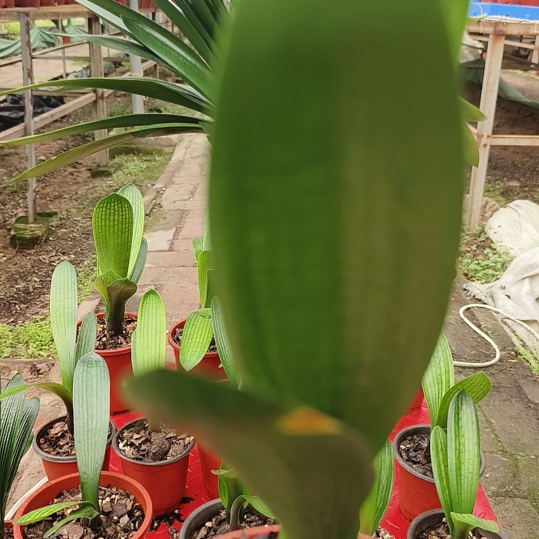 蓝***林当前无花栽培后可以开花