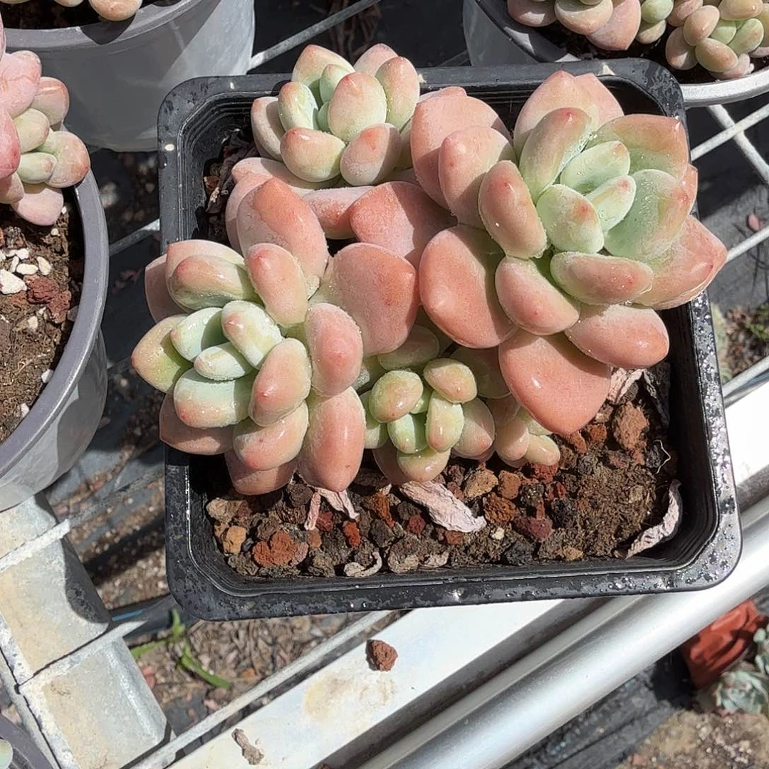 方盆洛神多肉植物
