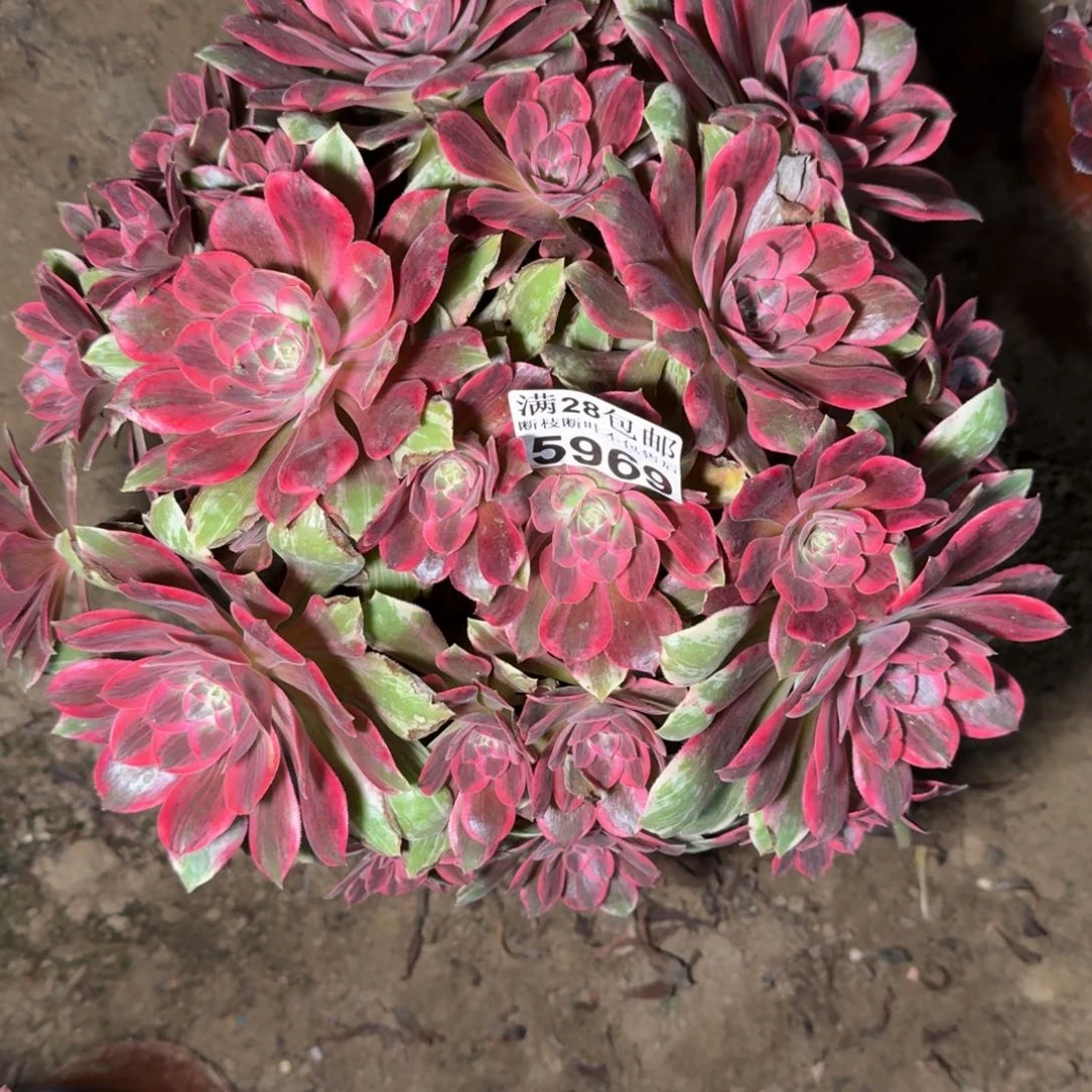 5969浣纱多肉植物