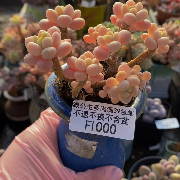 鱼子酱老桩有砍8cm1000多肉植物