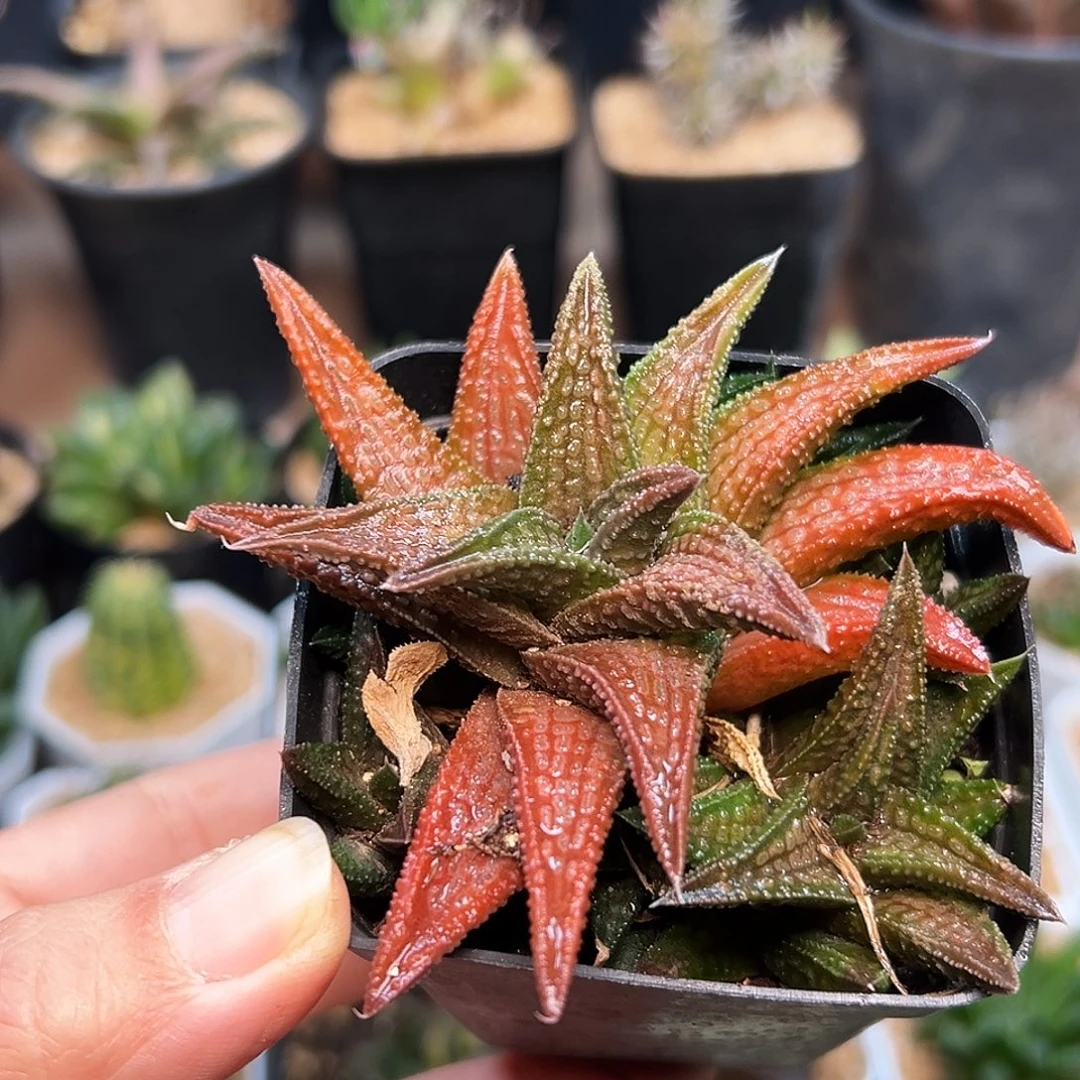 鬼瓦母本群生一颗