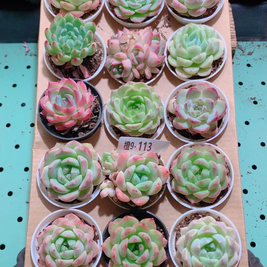 9-113一物一拍带盆18颗