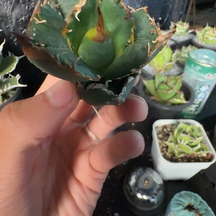 无花朵龙舌兰仁王冠