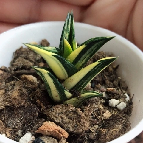 龙城锦带盆发货哈哈哈