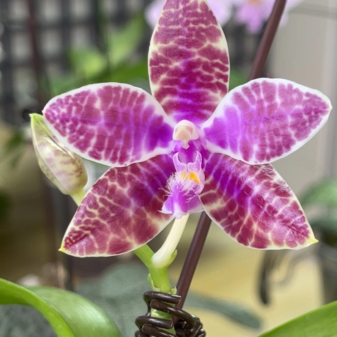 完全开放SWR红路德-1298