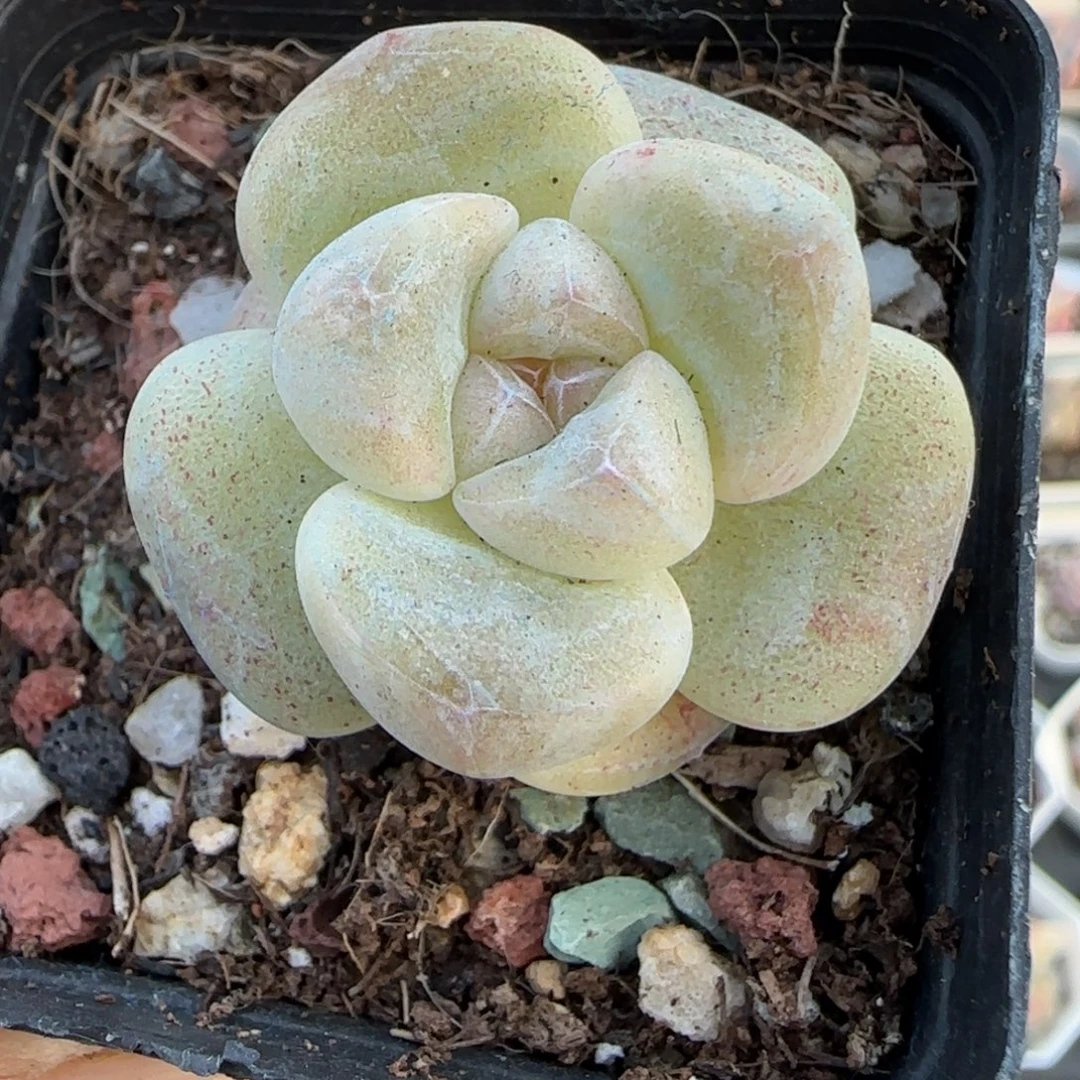 小卡拉米糖心一物一拍