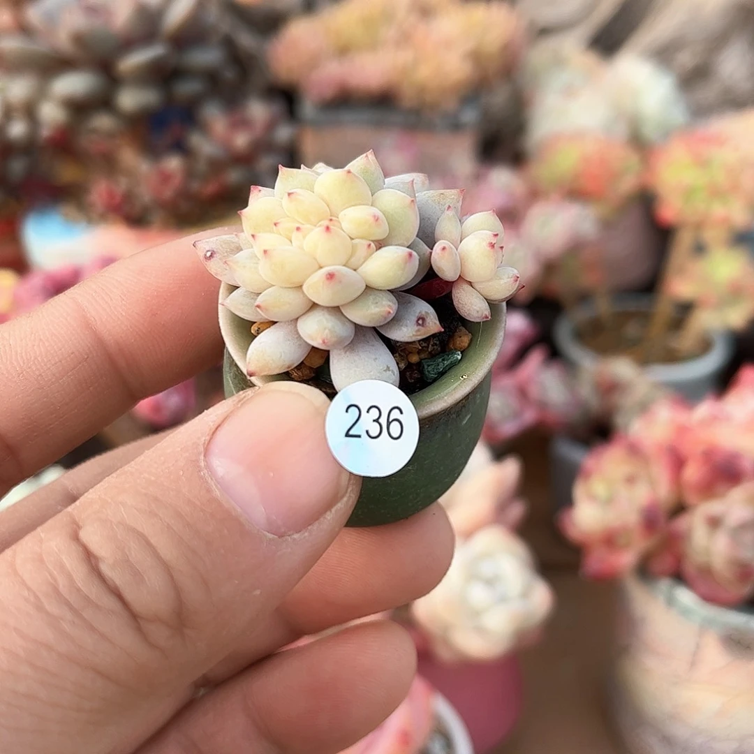 马**灵236含盆含土发货 30包邮偏远除外