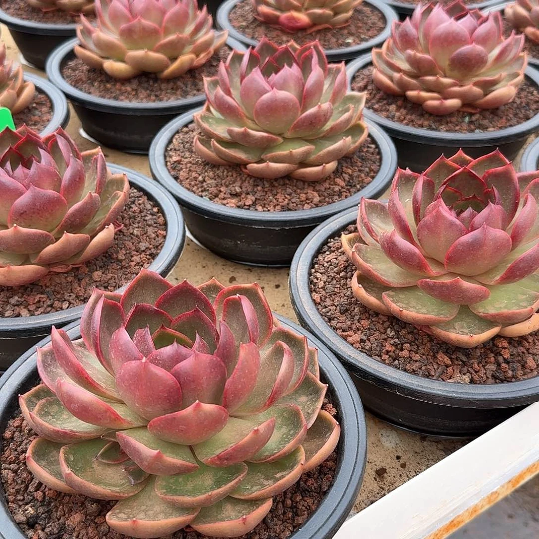 大单头红灯15公分