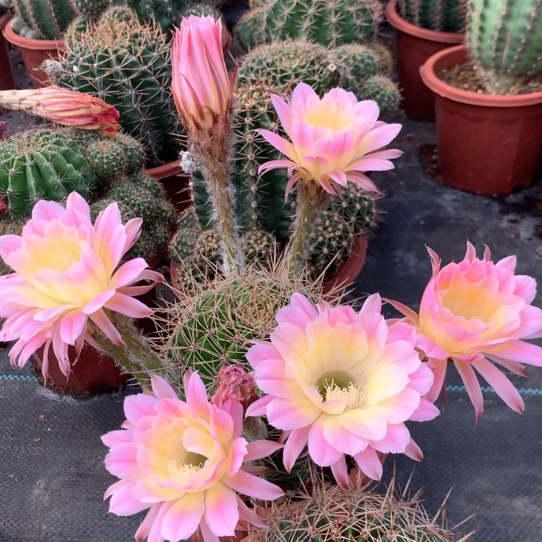 5605实生彩草15公分杯