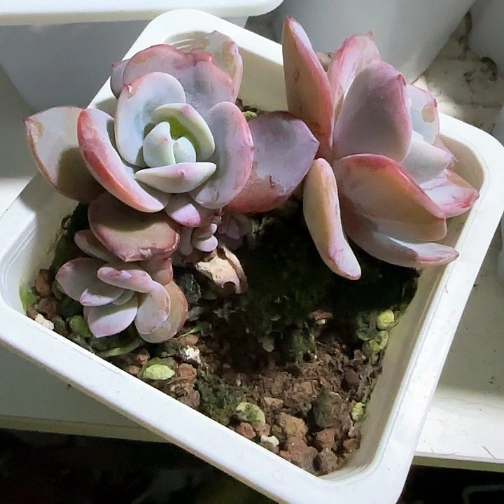 青蛙王子儿童牙膏111