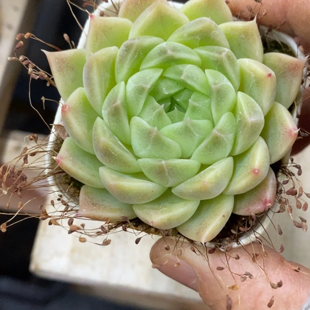 精品多肉一物一拍不包整7