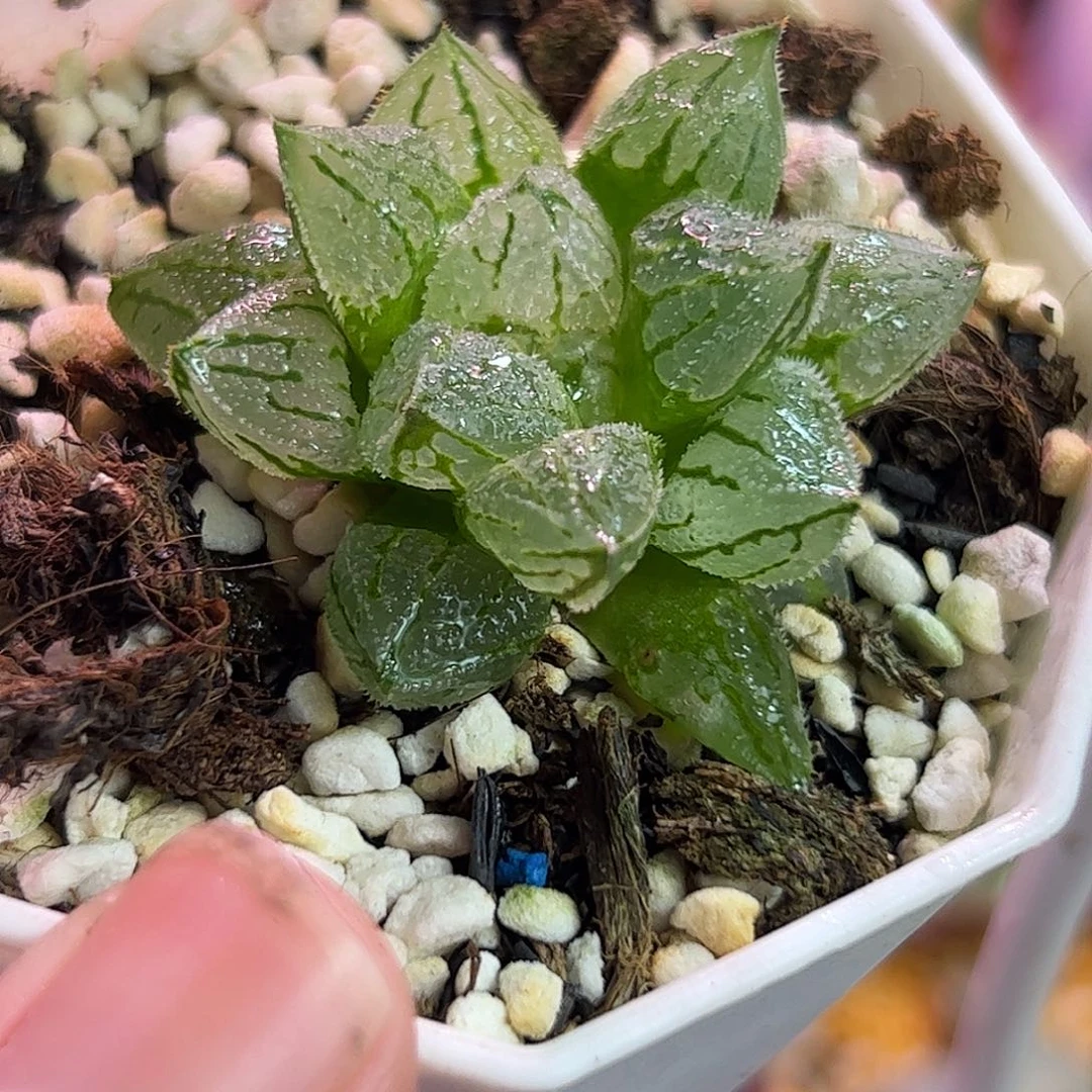 冰魁十二卷多肉植物满