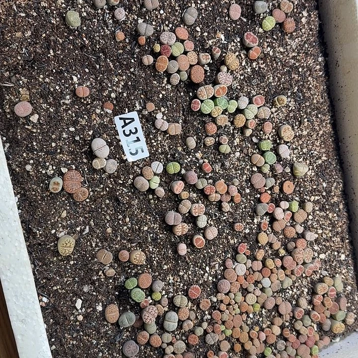 315生石花整筐脱土发货