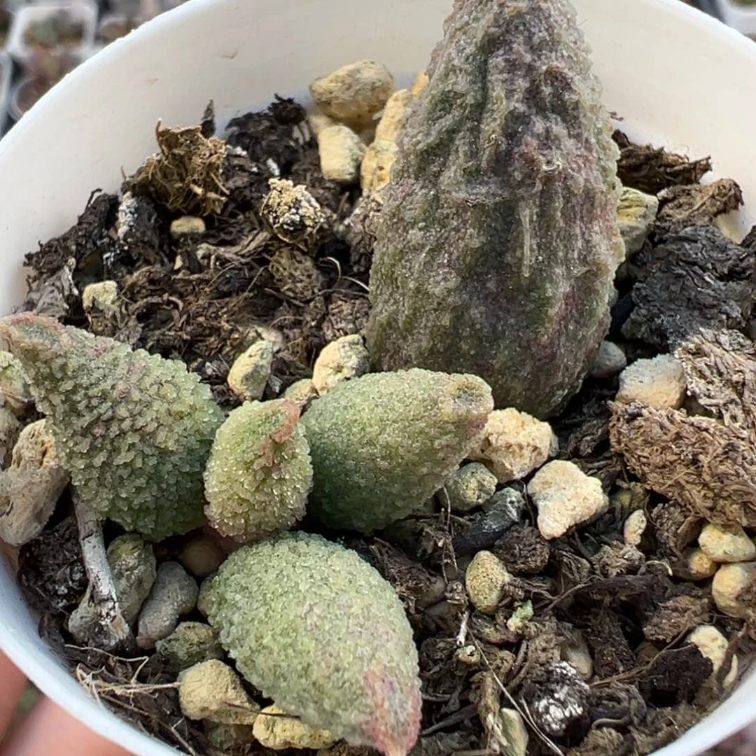 实生底叶苗纹路款多肉植物