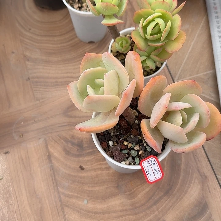 ****嘻白凤，鸡蛋碧桃一颗