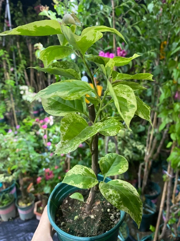 “沙斑安格斯三角梅，花艳枝壮，耐寒期长抗性强”。