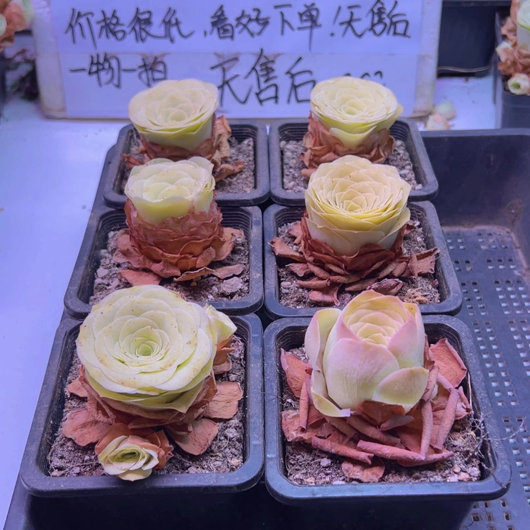 631 山地玫瑰一物一拍无售后