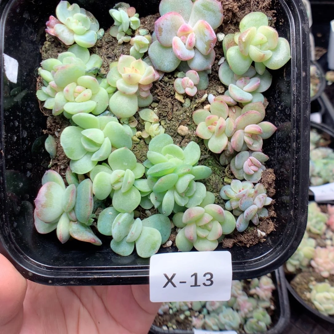 无花朵X13英语英语