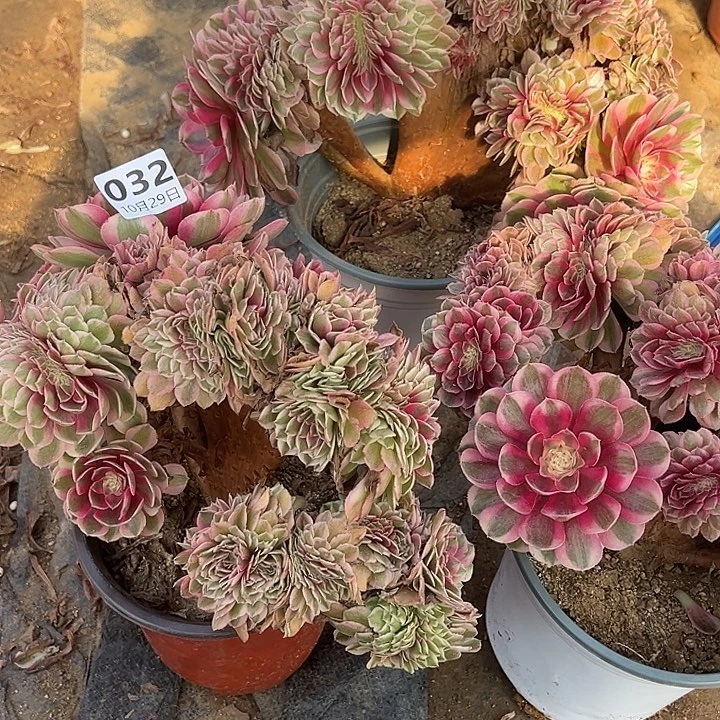 空***️10.29/32荔枝缀多肉植物1