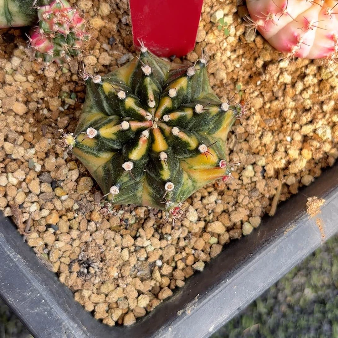 190-1102泰国发货多肉