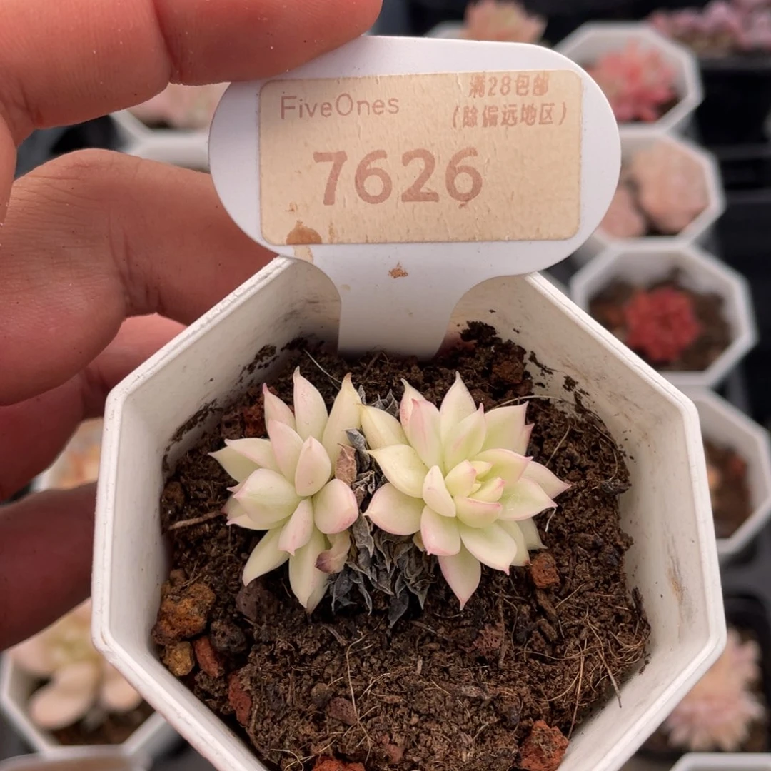 麦当娜锦7626-4.5厘米