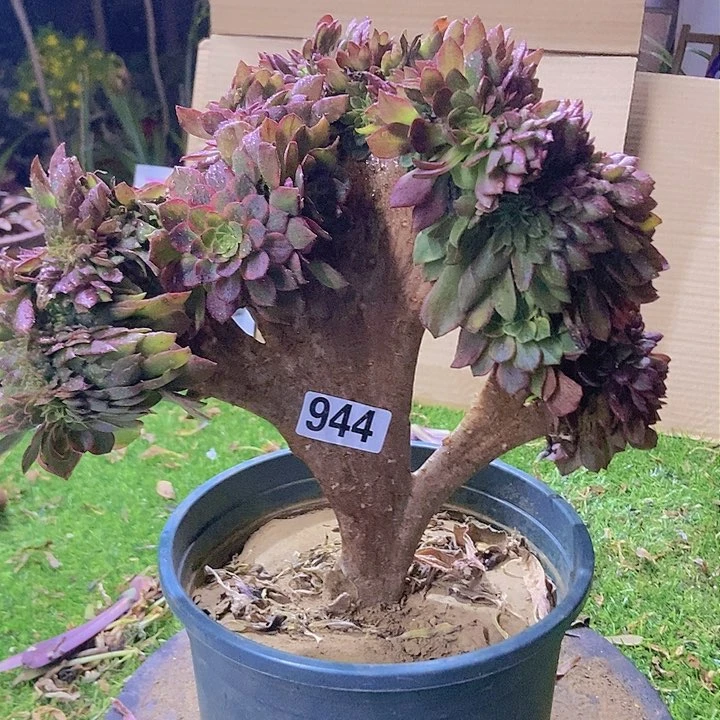 944万黄缀化老板子有断指