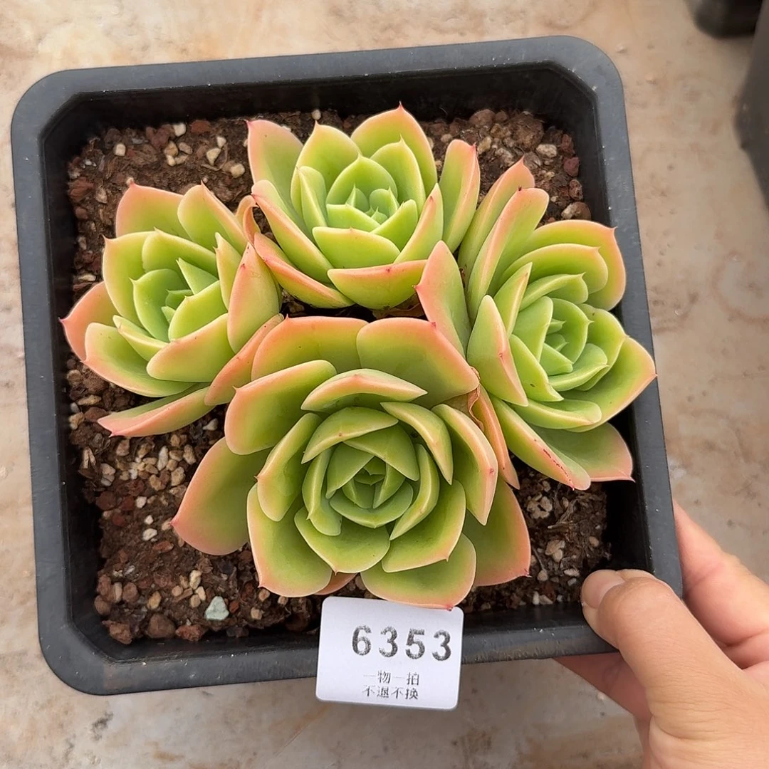 盼***窝6353号星娜塔群生