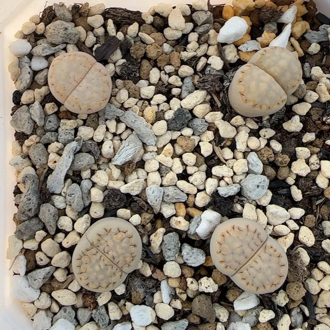 8867。默认脱土。18包邮。偏远88包邮